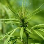 Unlocking the Secrets of Hemp Skincare: Benefits, Usage, and Top Products