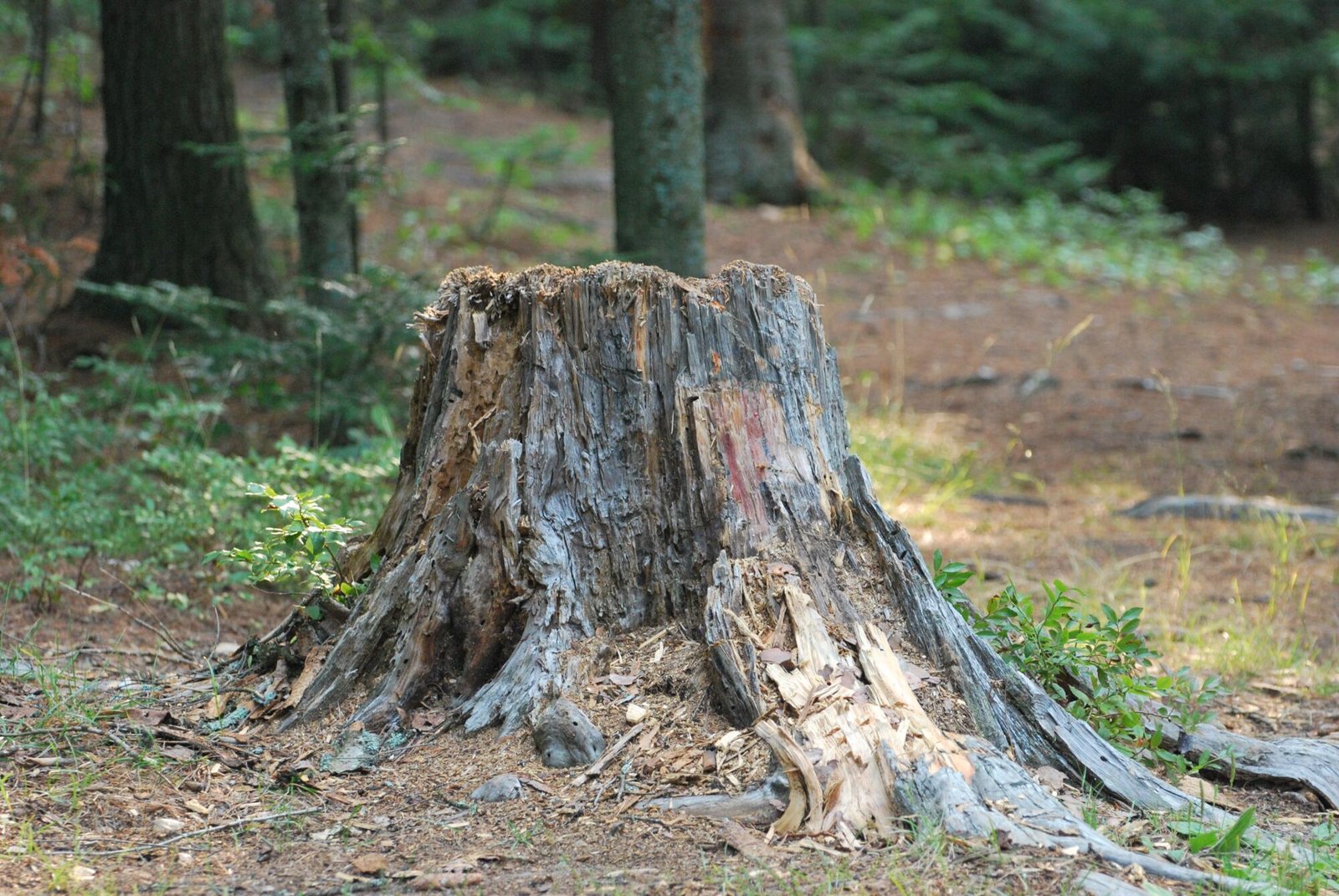 tree stump removal service